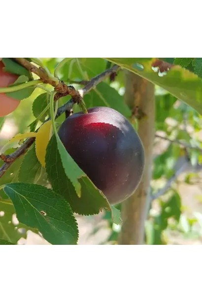 Плумкот ‘Априсали’ (гибрид сливы и абрикоса)